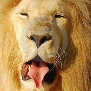 😴 leão, animal, bocejo, mamífero, gato, vida selvagem telegram sticker