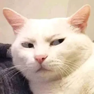 Mielky whatsapp stickers