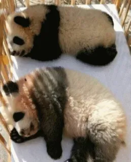 😴 panda, animals, cute, baby panda, sleeping, wildlife telegram sticker