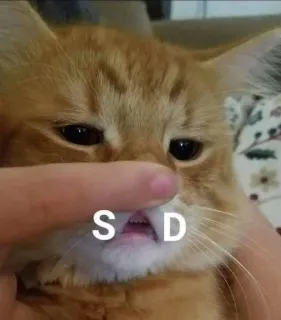😢 S D cat, sad, pet, animal, meme telegram sticker