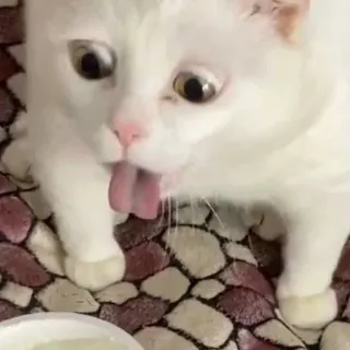 🤮 Katze, weiße Katze, lecken, Zunge, Tier, Haustier, lustig telegram sticker