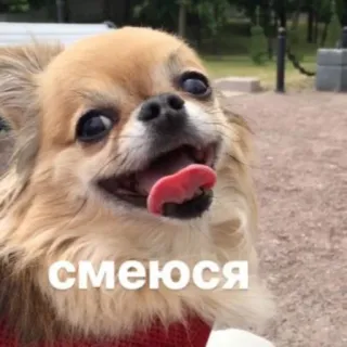😄 смеюся telegram sticker