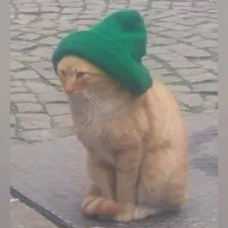 🐈 Katze, grüner Hut, Tier, Haustier, lustig, niedlich telegram sticker