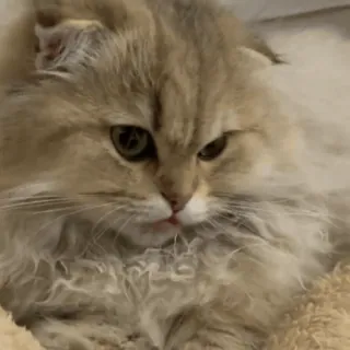 ☺️ gato, gatito, mascota, esponjoso, animal, lindo telegram sticker