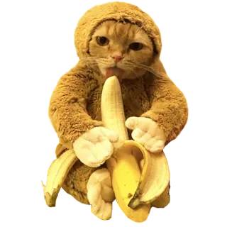 🍌 cat, banana, kitten, costume, animal, pet, cute telegram sticker