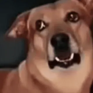 🙄 dog, animal, pet, cute, funny, expression telegram sticker