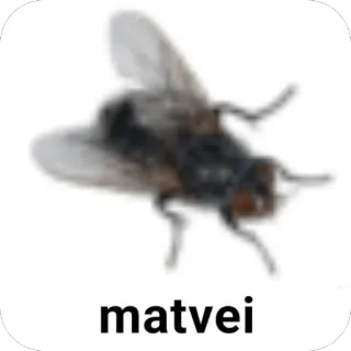 🫥 matvei fly, insect, matvei, name, pest, nature telegram sticker