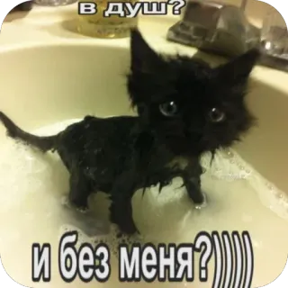 ☺️ в душ?
и без меня? gato, gatinho, banho, duche, fofo, engraçado telegram sticker