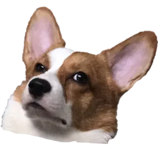 😒 corgi, dog, animal, pet, cute, funny telegram sticker