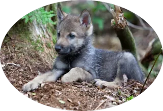 🐕 Волчонок, Животное, Дикая природа, Природа, Детеныш, Волчий детеныш telegram sticker