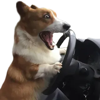 😱 perro, corgi, conduciendo, asustado, impactado, divertido, animal whatsapp sticker