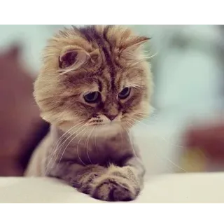 😊 gato, animal, lindo, triste telegram sticker