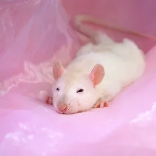 🐀 szczur, słodki, zwierzę, zwierzę domowe, gryzoń telegram sticker