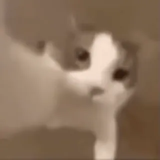 ❤️ cat, animal, pet, meme whatsapp sticker