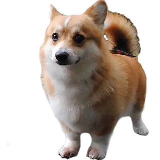 😐 perro, corgi, lindo, animal, mascota whatsapp sticker