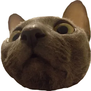😟 cat, animal, gray cat, pet, cute telegram sticker