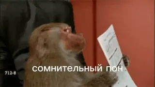 абизяна поны :: @fStikBot telegram stickers