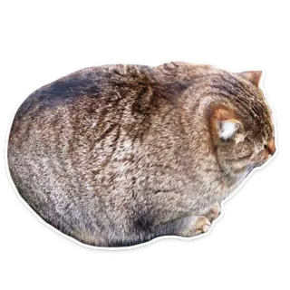 🐖 gato, animal, mascota, mamífero, animal doméstico, felino telegram sticker