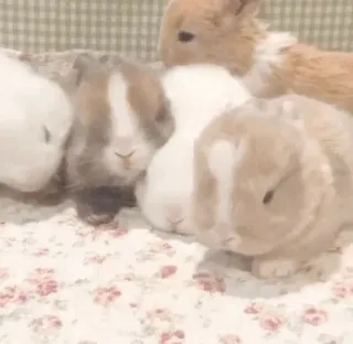 🌟 rabbits, cute, animals, pets, bunnies whatsapp sticker