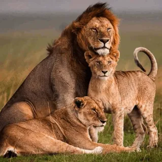 👨‍👩‍👧 львы, львица, животное, дикая природа, природа telegram sticker