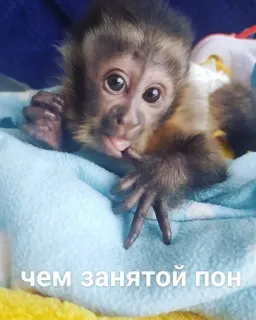 🧐 Чем занятой пон monkey, animal, cute telegram sticker