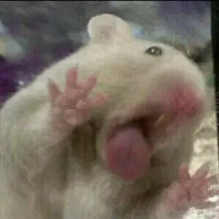 🤤 хомяк, животное, грызун, милый, смешной telegram sticker