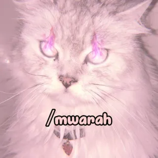 🐈 /mwarah cat, pet, animal, cute, fluffy, mwarah whatsapp sticker