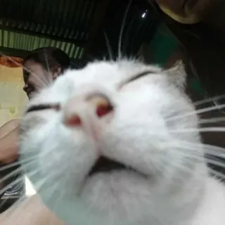 😑 gato, animal de estimação, animal, gato branco, rosto whatsapp sticker