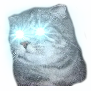 surprised cat telegram stickers