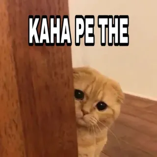 🍁 KAHA PE THE Katze, Meme, Lustig, Verstecken, Süß, Indisch telegram sticker