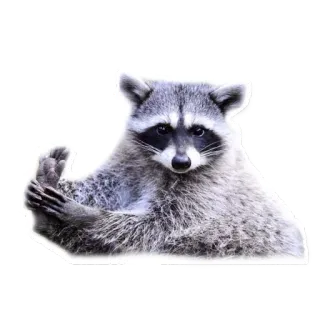 Racoonpack @perioad telegram stickers