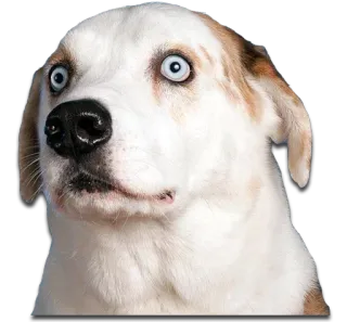 😯 dog, puppy, shocked, startled, scared, animal, meme telegram sticker