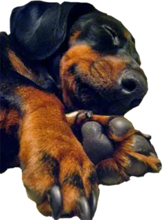 😴 собака, щенок, спящий, милый, доберман whatsapp sticker