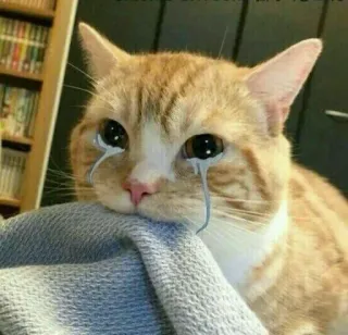 😭 gatto, piangere, triste, lacrime, emozione, meme telegram sticker