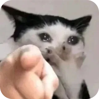🐱 chat, pointage, mème, drôle, mignon, animal telegram sticker