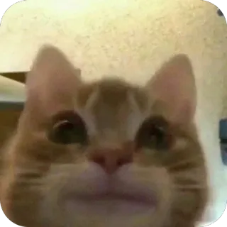 🫥 cat, animal, funny, meme, orange cat, pet telegram sticker