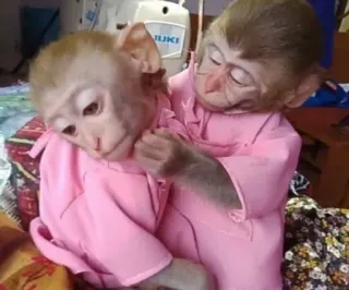 macaquinhos fofinhos 🙈 whatsapp stickers