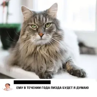 🐈 ЕМУ В ТЕЧЕНИИ ГОДА ПИЗДА БУДЕТ Я ДУМАЮ gato, meme, russo, ofensivo whatsapp sticker