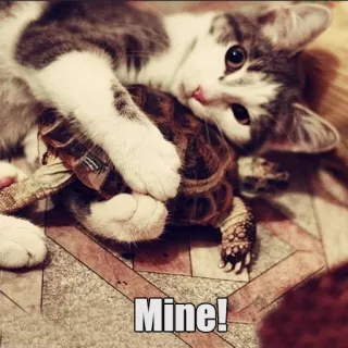 😌 Mine! gato, tortuga, animal, lindo, mascota, posesión telegram sticker
