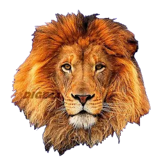 🦁 lion, animal, portrait, wildlife, king, feline telegram sticker