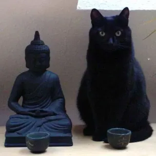 👯 gatto, buddha, statua, gatto nero, meditazione, spirituale, zen, pacifico whatsapp sticker