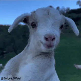 😍 capra, animale, fattoria, carino, bianco, giovane, capretto telegram sticker