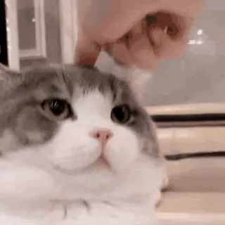 🐱 cat, pet, animal, cute, kitten, domestic cat, feline whatsapp sticker