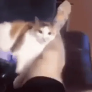 🥴 cat, animal, pet, funny, meme whatsapp sticker