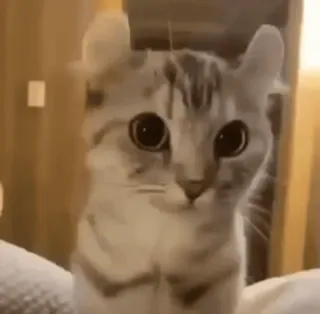 😕 gato, gatito, animal, lindo, mascota, gato doméstico, felino telegram sticker