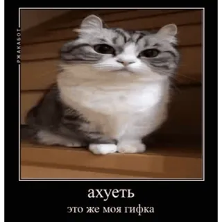 😳 ахуеть это же моя гифка mèo, meme, nga, động vật whatsapp sticker