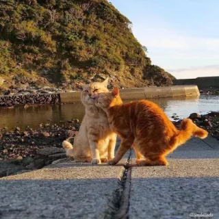 🥰 кошки, животные, природа, на улице, рыжие коты, кошачьи telegram sticker
