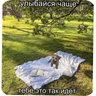 ❤ улыбайся чаще
тебе это так идёт kitten, smile, positive, cute, dog, pet, blanket, grass whatsapp sticker
