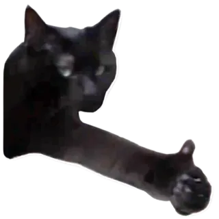 👍 猫, 黑猫, 点赞, 动物, 梗 whatsapp sticker