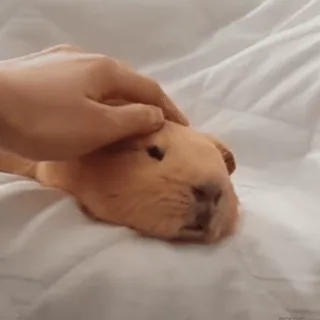 🐹 guinea pig, pet, animal, rodent, cute, domesticated telegram sticker